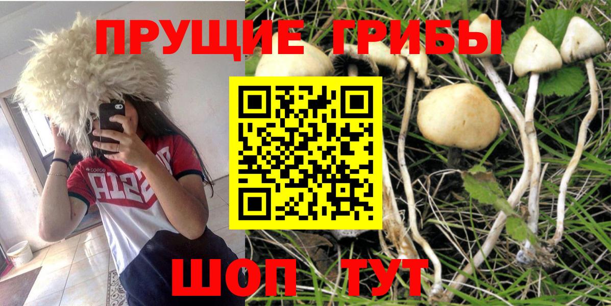 Галлюциногенные грибы Psilocybe Моздок